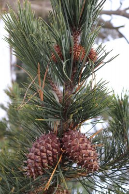 Pinus pungens - borovice pichlavá - šišky